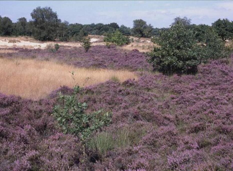 Natuurhuisje Oisterwijk Villa Bagian luar foto